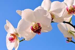 世界马拉松赛事志愿者激励与荣誉名单第十六批公布，马拉松志愿者协会