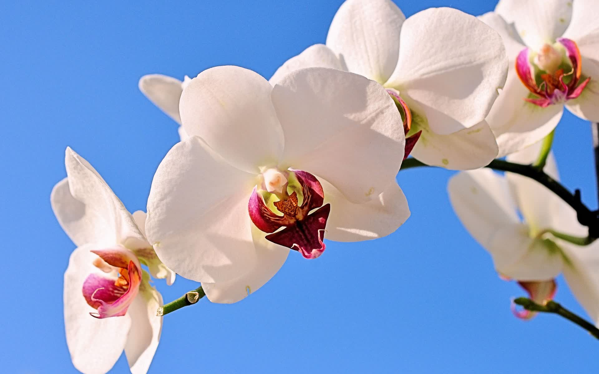 世界马拉松赛事志愿者激励与荣誉兑现公告发布，2021年马拉松志愿者